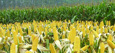 都安:積極開(kāi)展春玉米拔節期農情調查